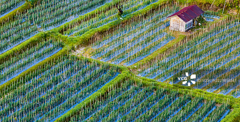 令人惊叹的印度尼西亚巴厘岛空中视角，展示了生机勃勃的稻田、郁郁葱葱的风景和沐浴在温暖日出光辉中的传统村庄。体验这个热带天堂的宁静之美和丰富文化。图片素材