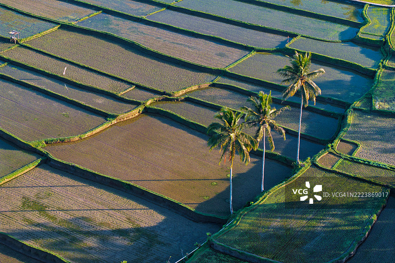 令人惊叹的印度尼西亚巴厘岛空中视角，展示了生机勃勃的稻田、郁郁葱葱的风景和沐浴在温暖日出光辉中的传统村庄。体验这个热带天堂的宁静之美和丰富文化。图片素材
