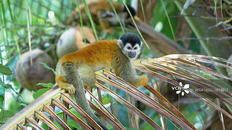 在热带丛林中，松鼠猴栖息在棕榈叶上图片素材