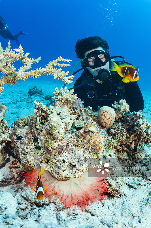 小丑鱼 - 海葵鱼和雌性，潜水员探索水下野生动物、珊瑚和热带鱼。图片素材