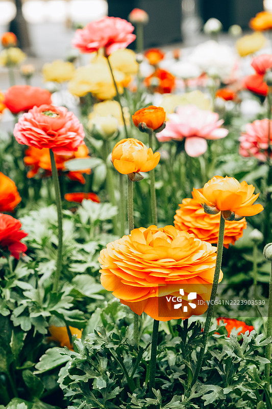 盛开的毛茛花卉花坛，色彩丰富，包括黄色、粉色和橙色。明亮的阳光和绿色的叶子。图片素材