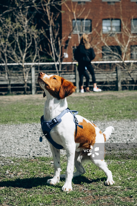 棕白相间的狗狗穿着背带，站在草地上仰望。背景中模糊的人影位于一个围栏公园区域。图片素材