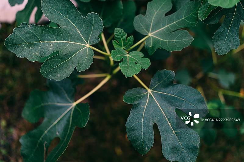 榕树上鲜艳绿色叶子的特写镜头图片素材