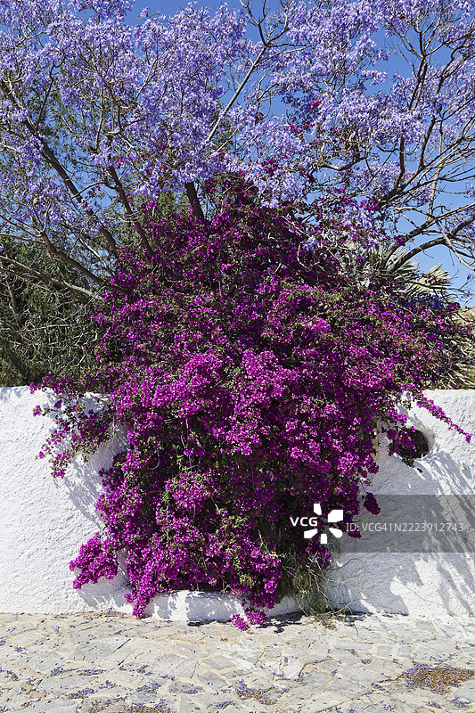 粉色和紫色的花朵图片素材