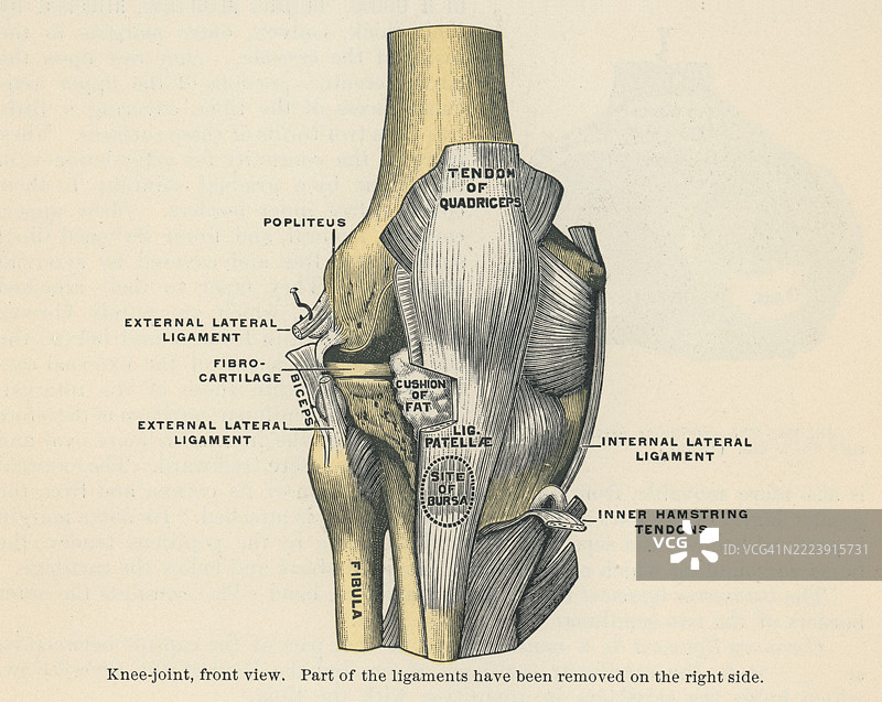 老式雕刻插图，正面展示膝关节图片素材