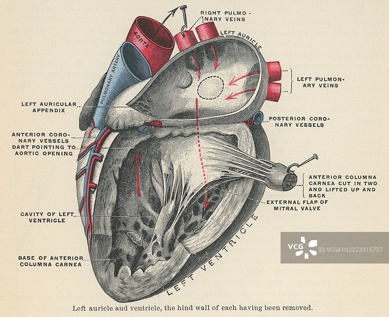 人类心脏左心房和左心室的旧版雕刻解剖插图图片素材