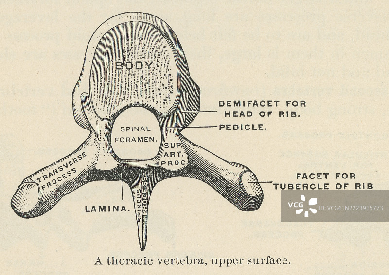 胸椎的古老雕刻插图（位于脊柱中部的12块椎骨，介于颈椎和腰椎之间）图片素材
