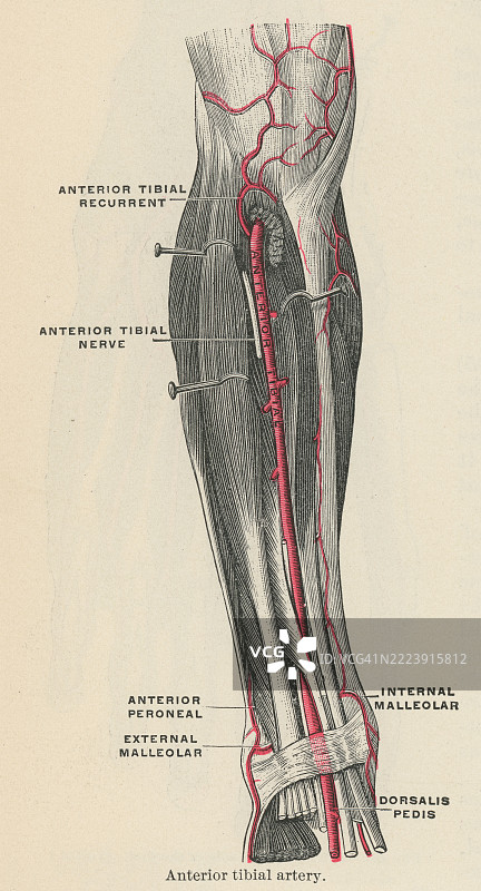 旧版雕刻插图显示前胫动脉 - 一条主要的下肢动脉，为小腿前区和足背提供血液。图片素材