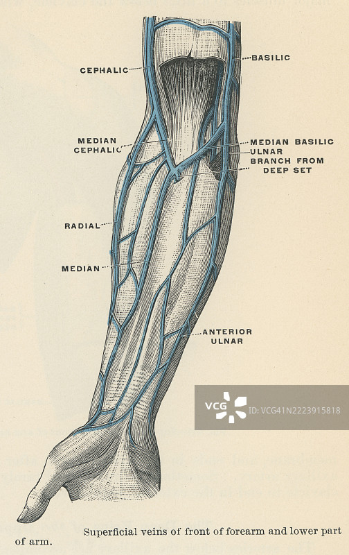 老版雕刻插图：人类循环系统 - 前臂和下臂下部的表浅静脉图片素材