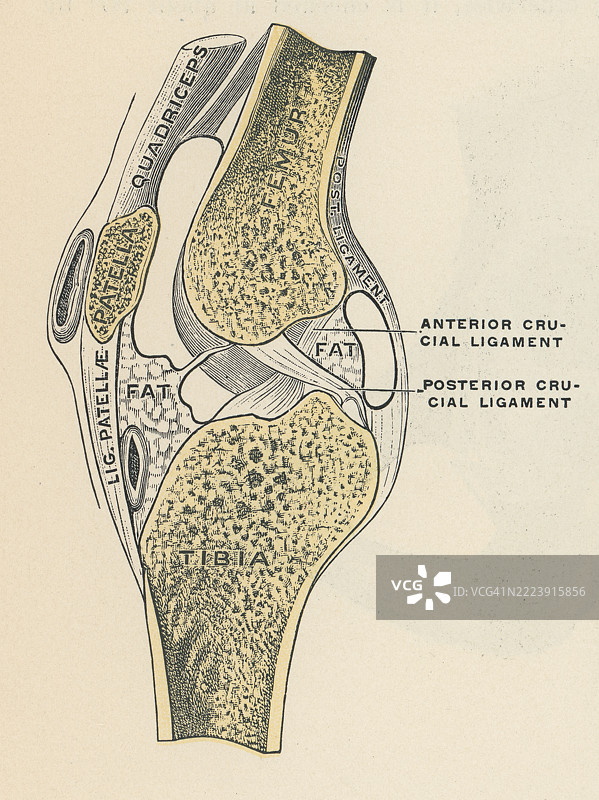 膝关节的旧版雕刻插图，矢状切面图片素材