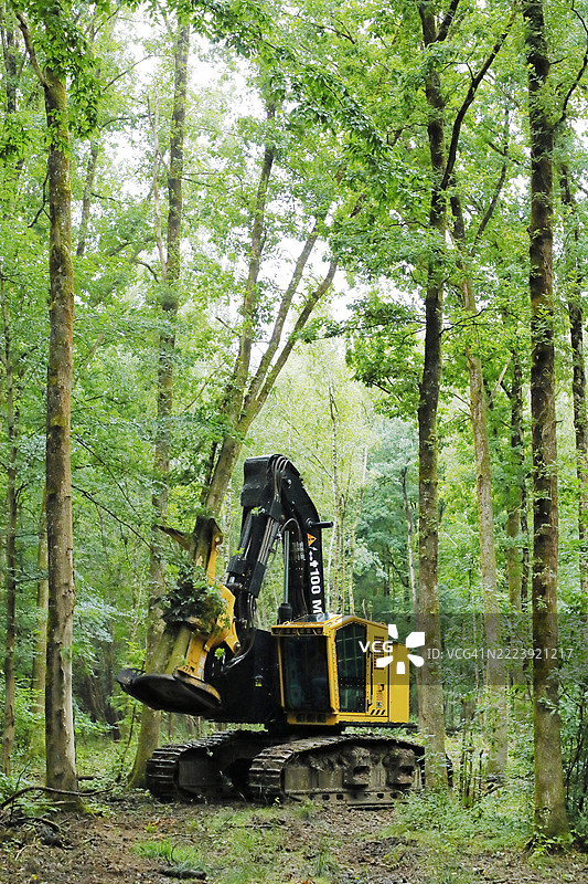 法国塞纳-马恩的树木砍伐图片素材