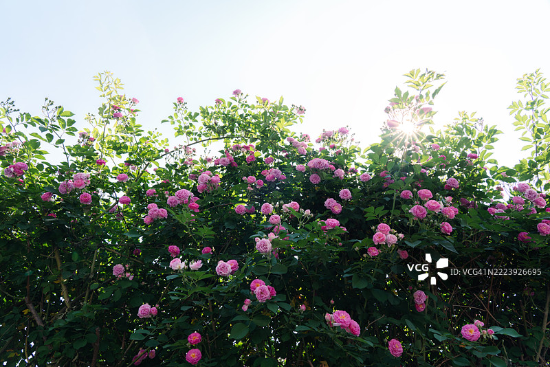 玫瑰与天空相映图片素材