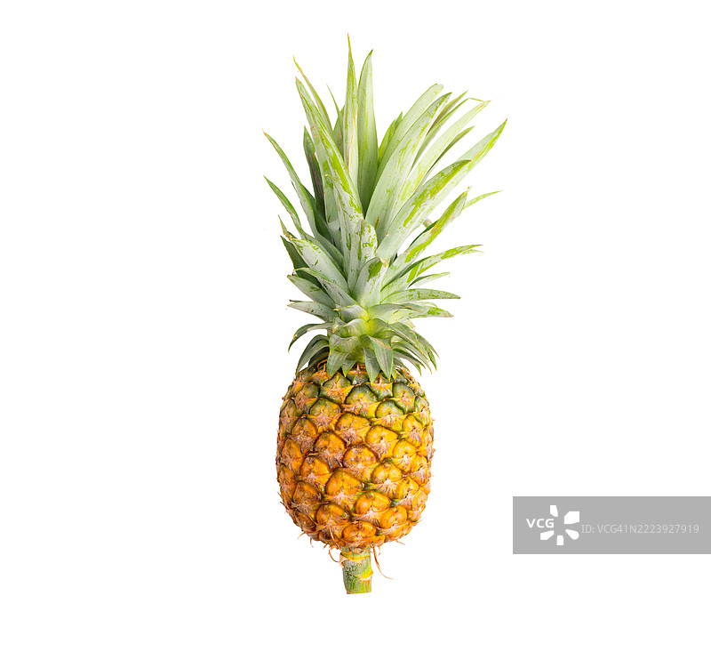 一个菠萝展示在白色背景上图片素材