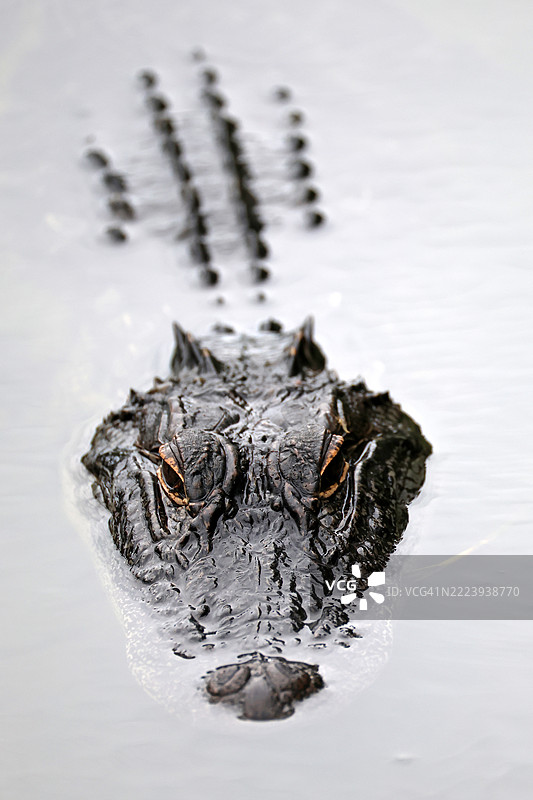水中的刺状美洲鳄鱼图片素材