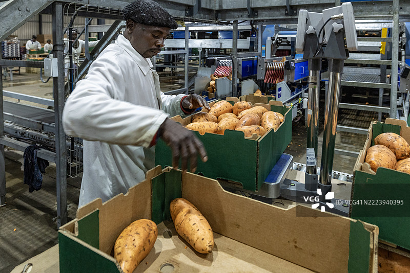 农场工人在打包、分类和称重出口的橙色甘薯。图片素材