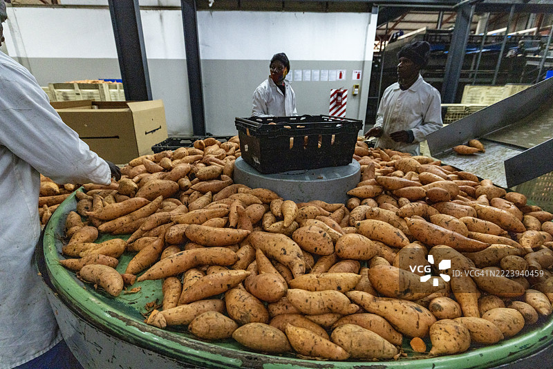 农场工人在打包、分类和称重出口的橙色甘薯。图片素材