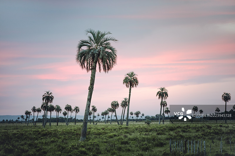 棕榈树林与粉色日落天空 - 罗查 - 乌拉圭图片素材