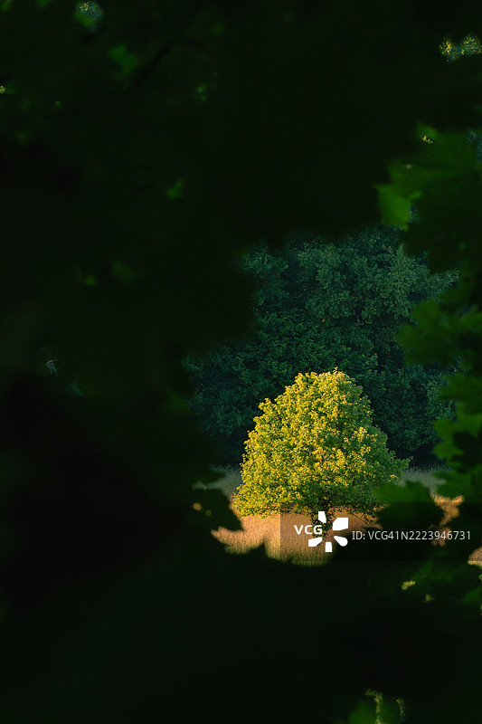 法国谢夫勒兹的黄色开花植物特写图片素材