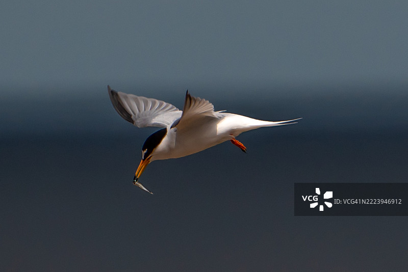 小燕鸥在海面上飞翔，嘴里叼着鱼，哈特尔浦，英国图片素材