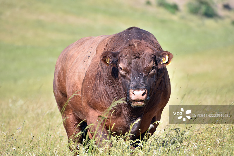 德国格拉塔尔的牛肖像图片素材