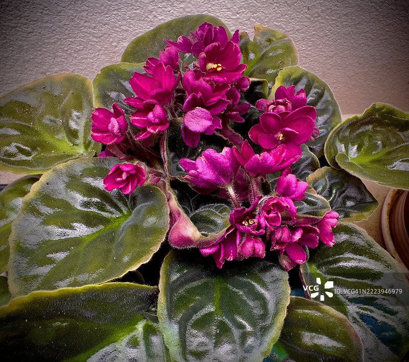 粉色开花植物的特写，塔尔萨，俄克拉荷马州，美国图片素材