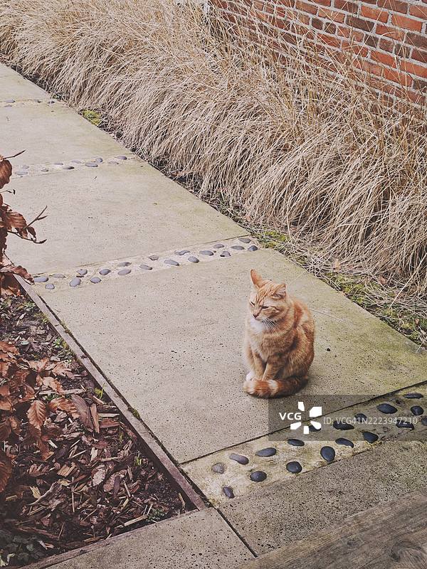 坐在荷兰乌伊特霍恩人行道上的猫的肖像图片素材