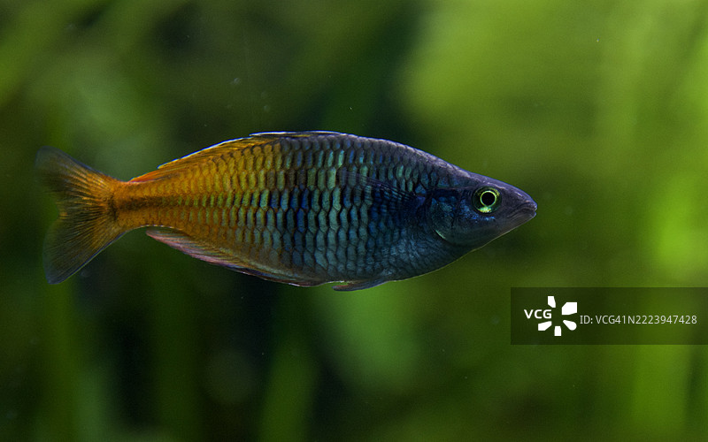 德国巴伐利亚水族馆中游动的慈鲷特写镜头图片素材