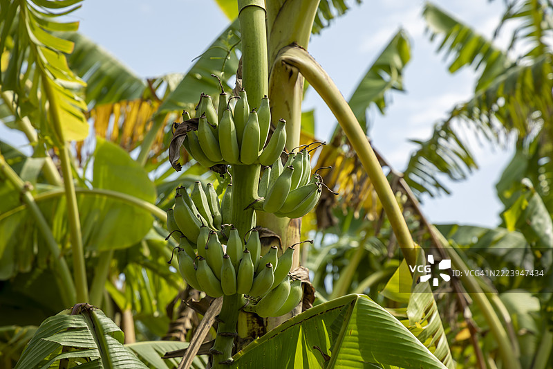 香蕉树的低角度视图图片素材