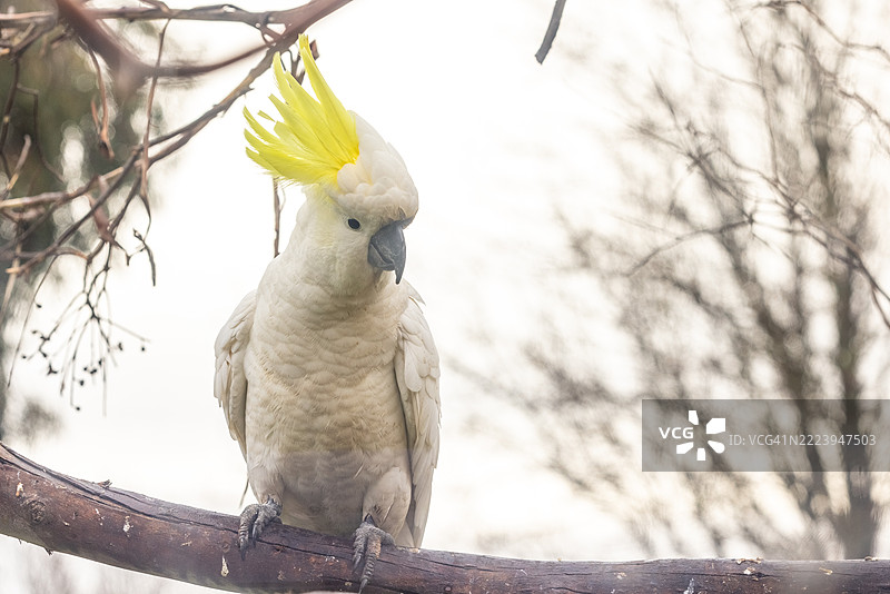 澳大利亚维多利亚州巴拉瑞特的鹦鹉特写栖息在树枝上图片素材