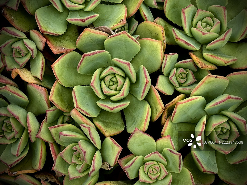 加利福尼亚州的多肉植物特写， 美国图片素材