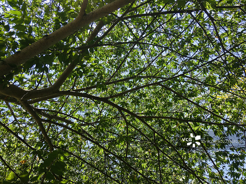 印度泰米尔纳德邦卡维里帕卡姆的树木景观图片素材