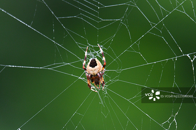 日本蜘蛛在网中的特写图片素材