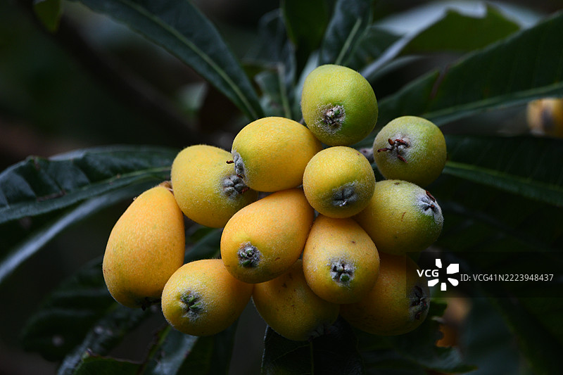 日本树上的水果特写图片素材