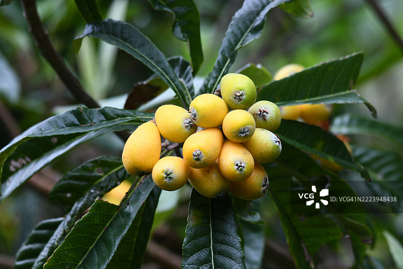 日本树上的水果特写图片素材