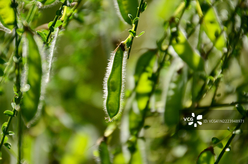 湿润植物的特写，博马佐，维泰博，意大利图片素材