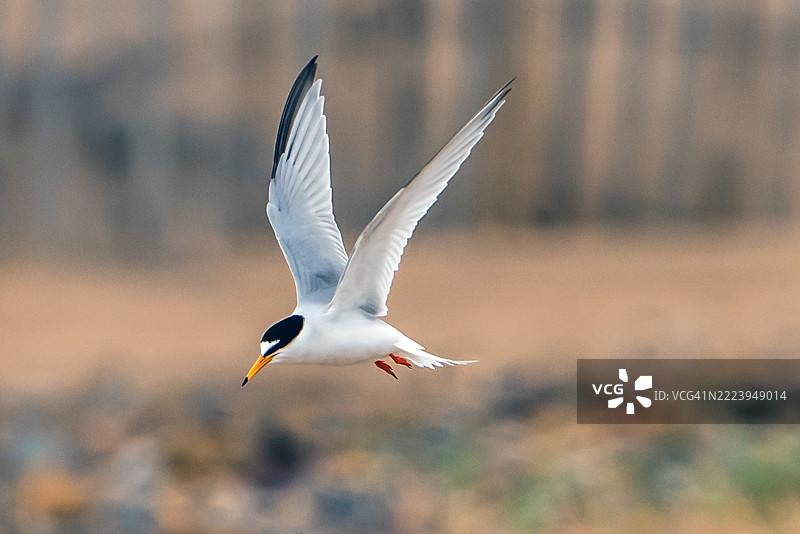 特恩鸟在飞行中的特写，哈特尔浦，英国图片素材