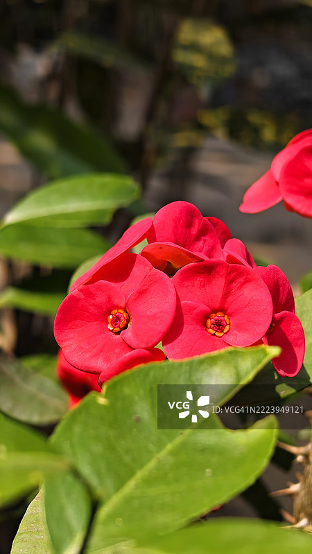 红玫瑰特写，印度西孟加拉邦布尔湾区图片素材
