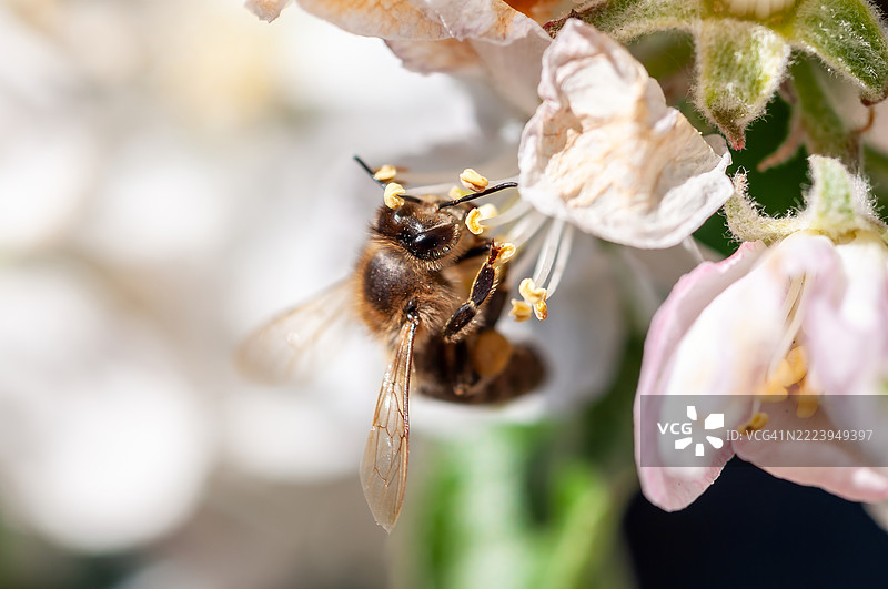 一只蜜蜂在美丽的白花上勤奋地授粉，展现了大自然的精妙细节。图片素材