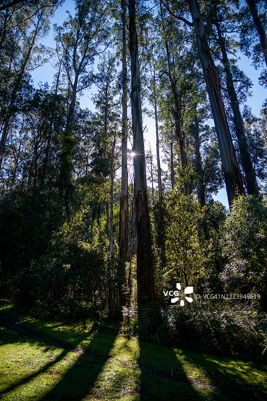 维多利亚州墨尔本的雅拉谷和丹顿农山脉的山坡上的蕨类植物和树木图片素材