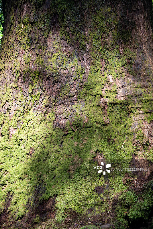 维多利亚州墨尔本的雅拉谷和丹顿农山脉的山坡上的蕨类植物和树木图片素材