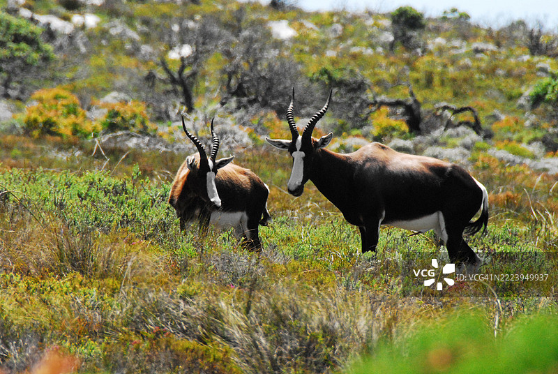 南非田野上侧面站立的山羊图片素材