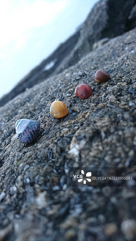 维亚纳堡，葡萄牙的岩石上的贝壳特写图片素材