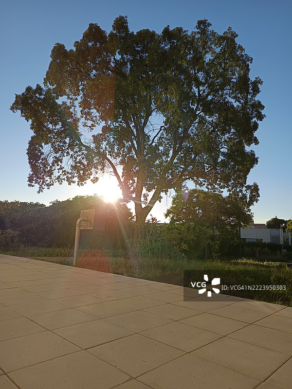 西班牙的树木与天空相映成趣图片素材