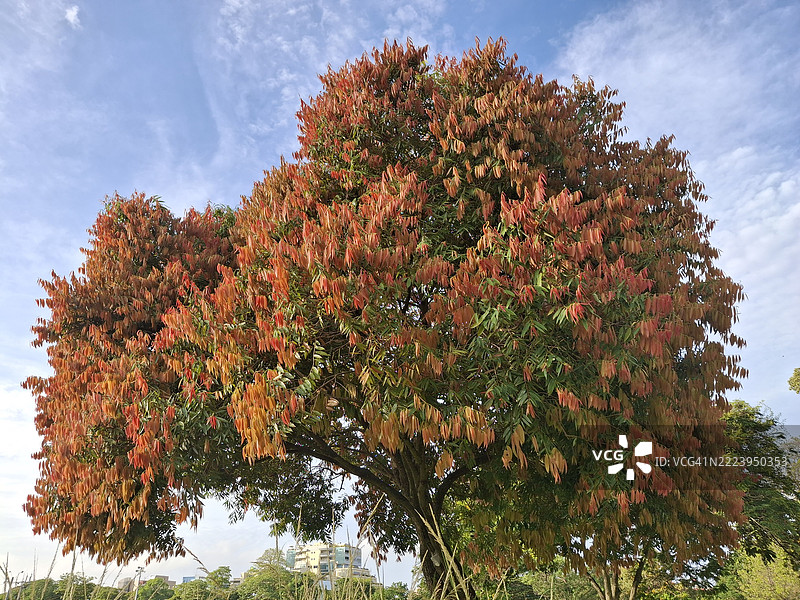 低角度视图的开花树与天空，西班牙港，特立尼达和多巴哥图片素材