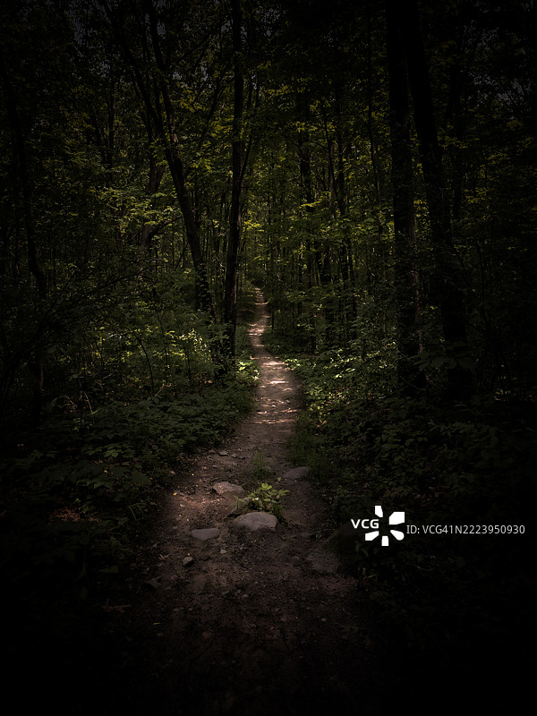 进入空洞：穿越阴影静谧的小径，密歇根州，美国图片素材