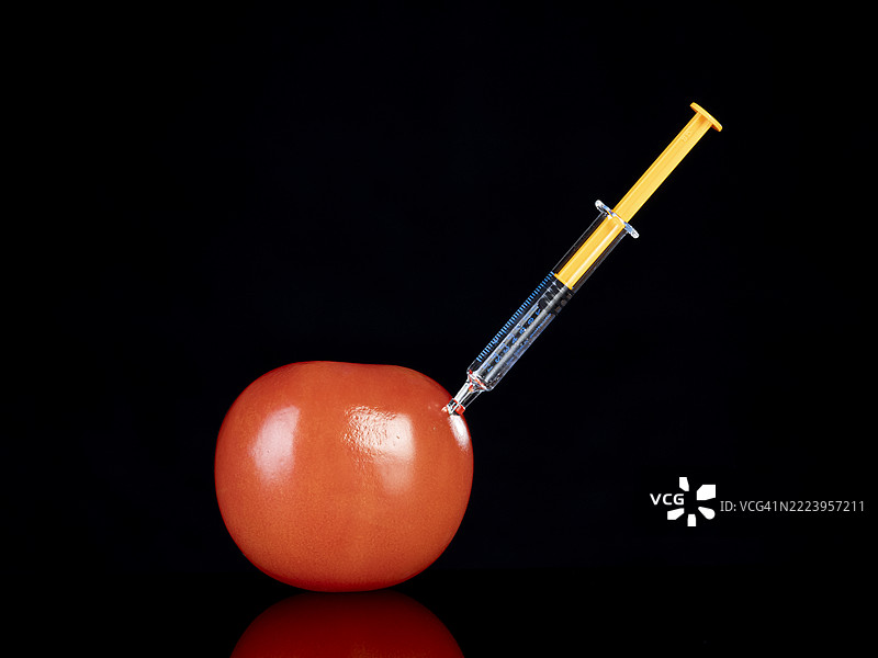 在黑色背景下，用注射器对红色番茄进行基因改造实验。图片素材