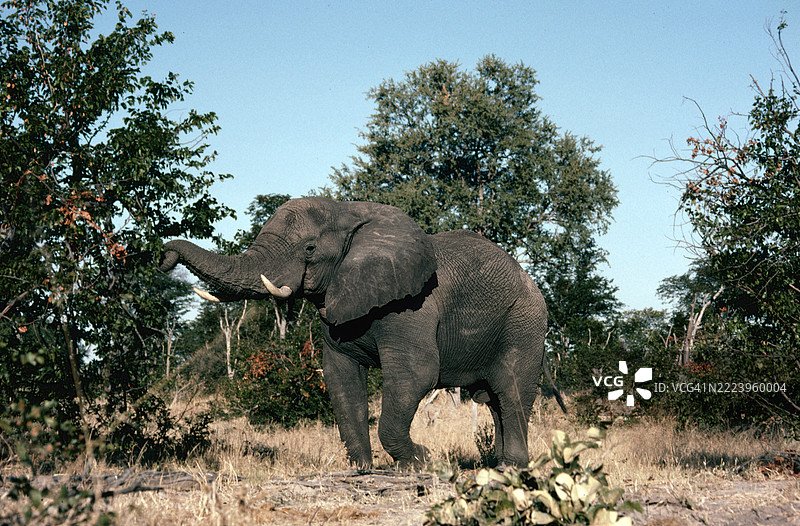 大象在吃莫帕尼树叶图片素材