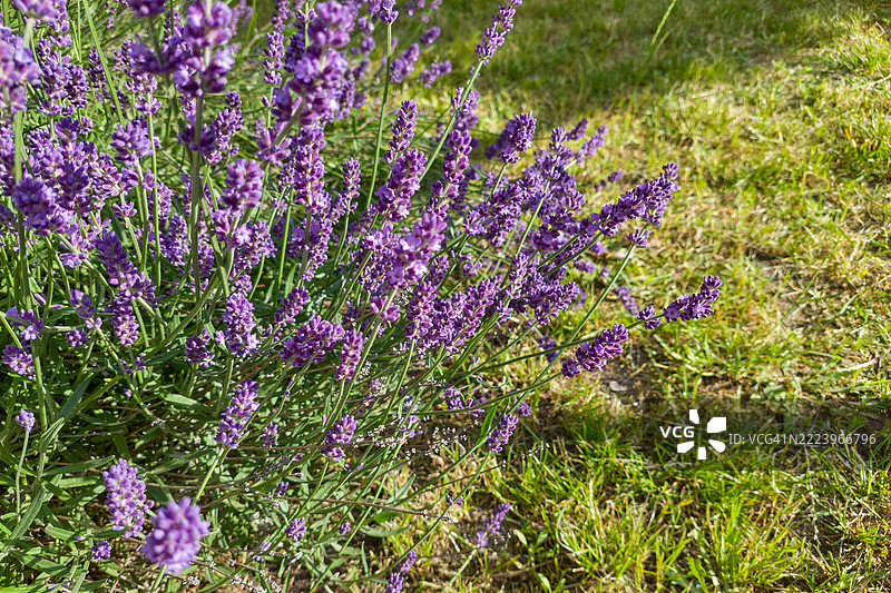一簇紫色薰衣草花图片素材