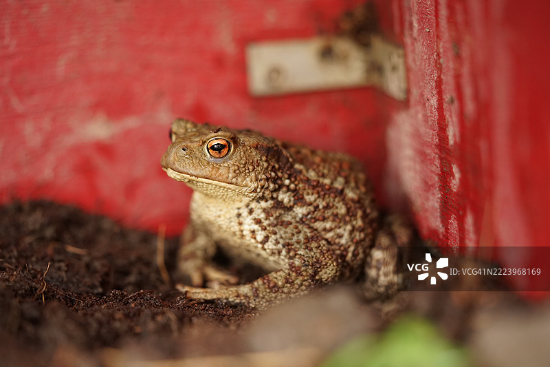 欧洲蟾蜍（Bufo bufo）在捷克共和国奥斯特拉瓦的花园庇护所中图片素材