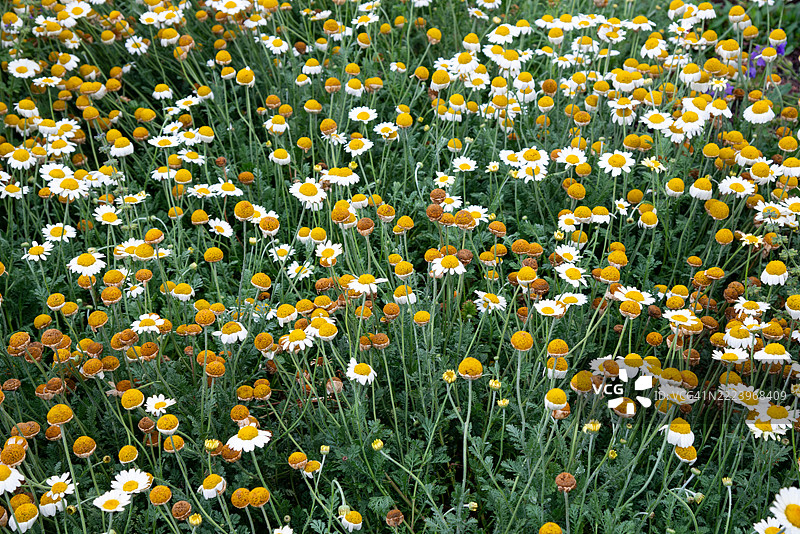 墨尔本，维多利亚州，澳大利亚的黄色开花植物特写图片素材